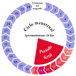 ciclo-menstrual1